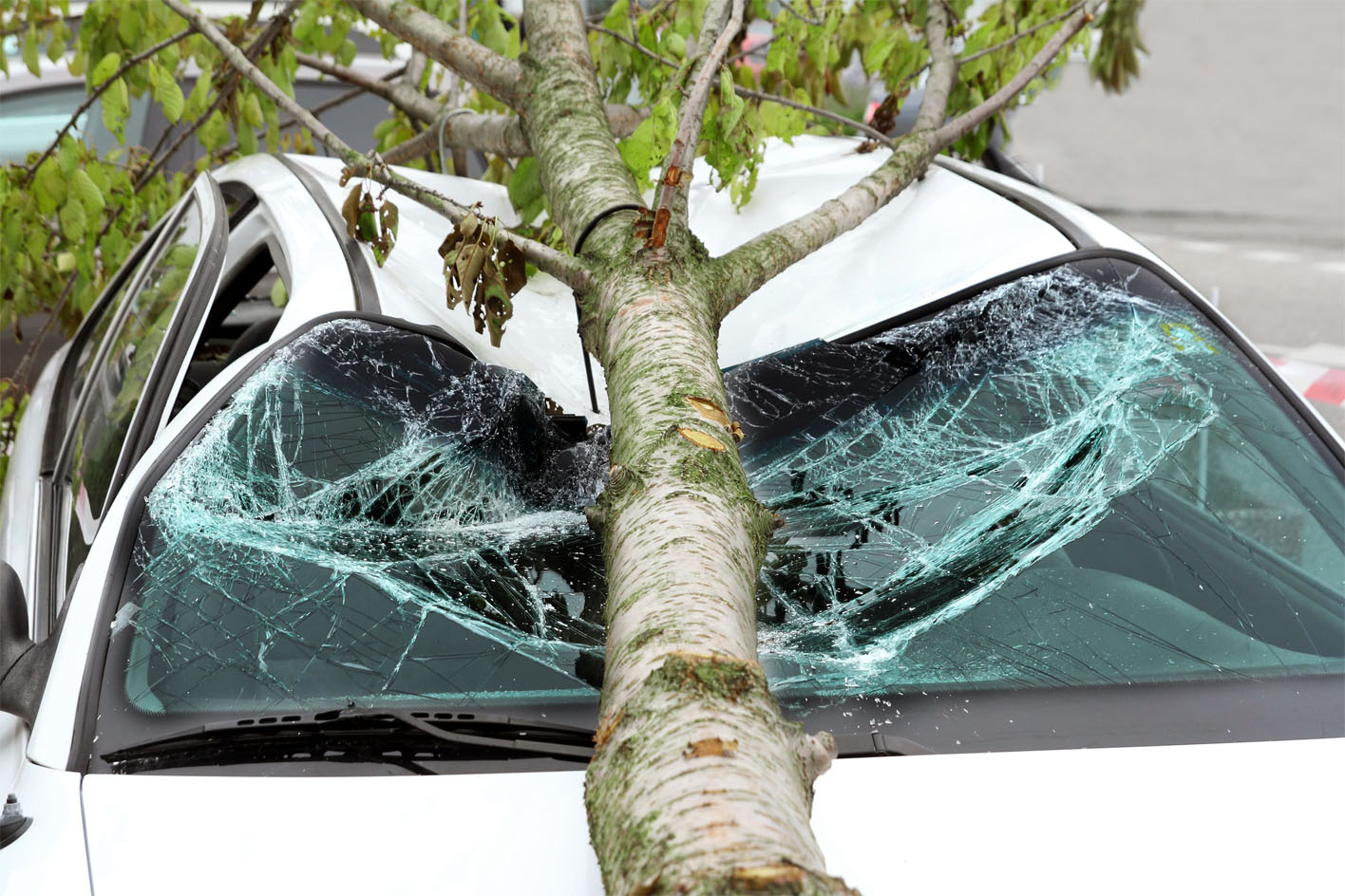 Tree falls on car and damages it
